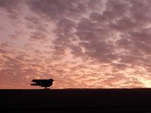 vogel
